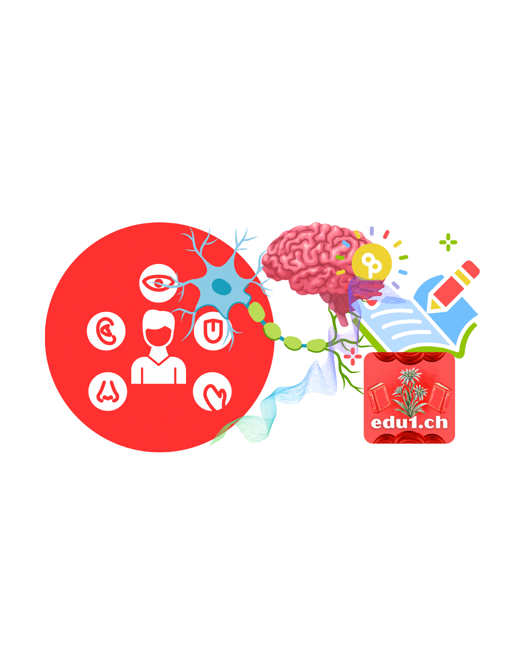 multisensorisches-neurolernen-edu1